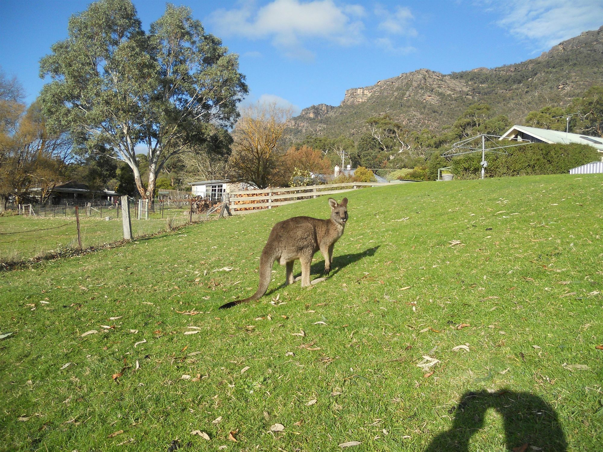 Halls Gap Motel Luaran gambar